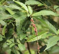 Coccoloba acuminata Kunth resmi