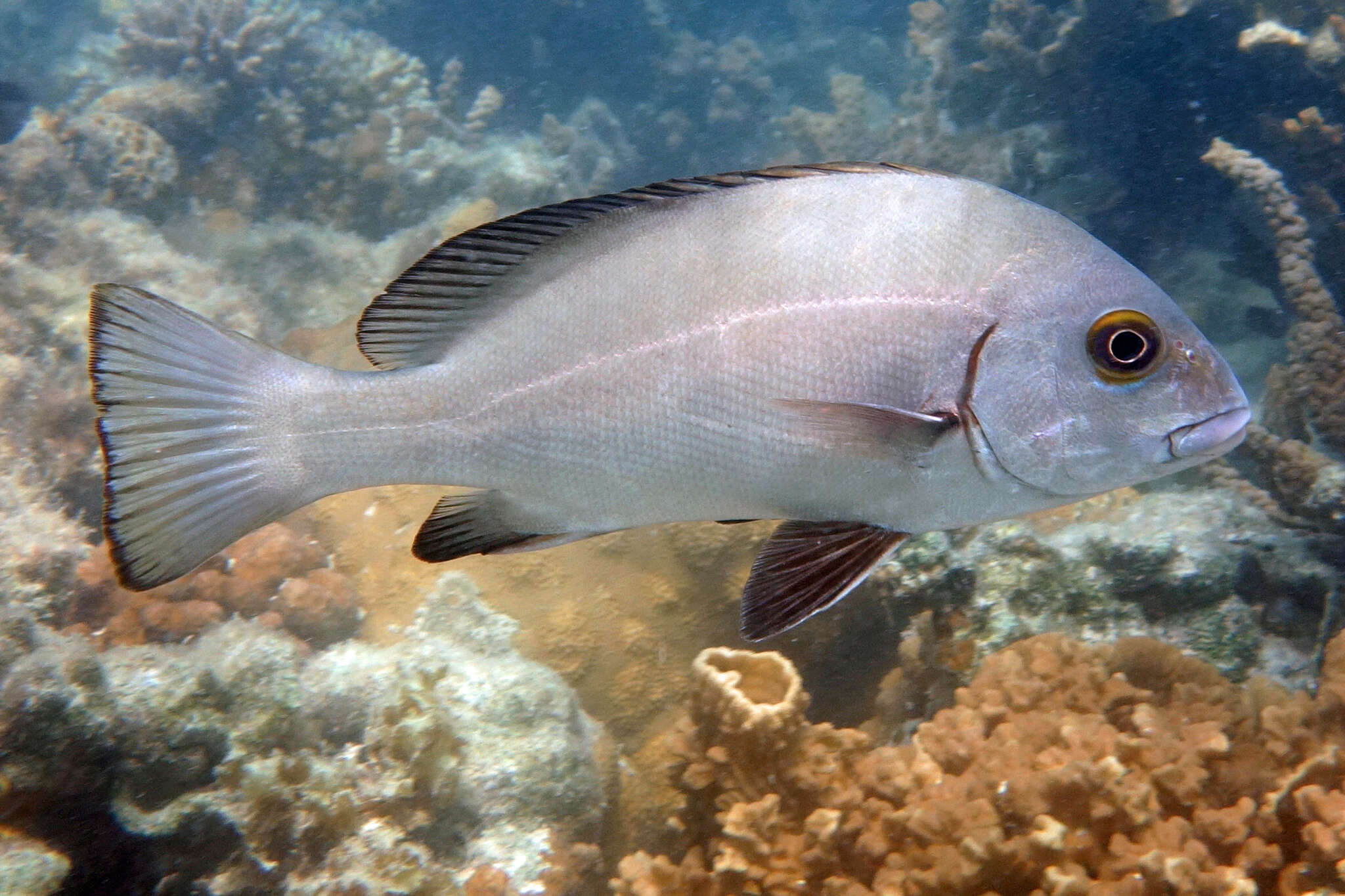 Sivun Plectorhinchus caeruleonothus Johnson & Wilmer 2015 kuva