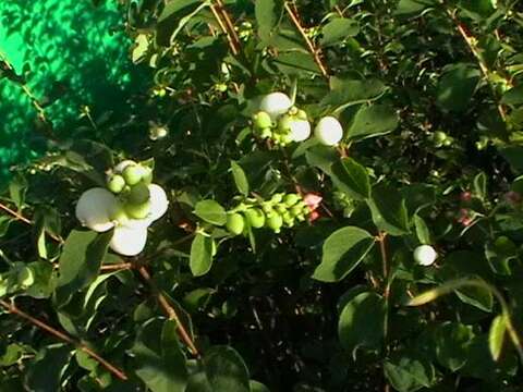 Image of common snowberry