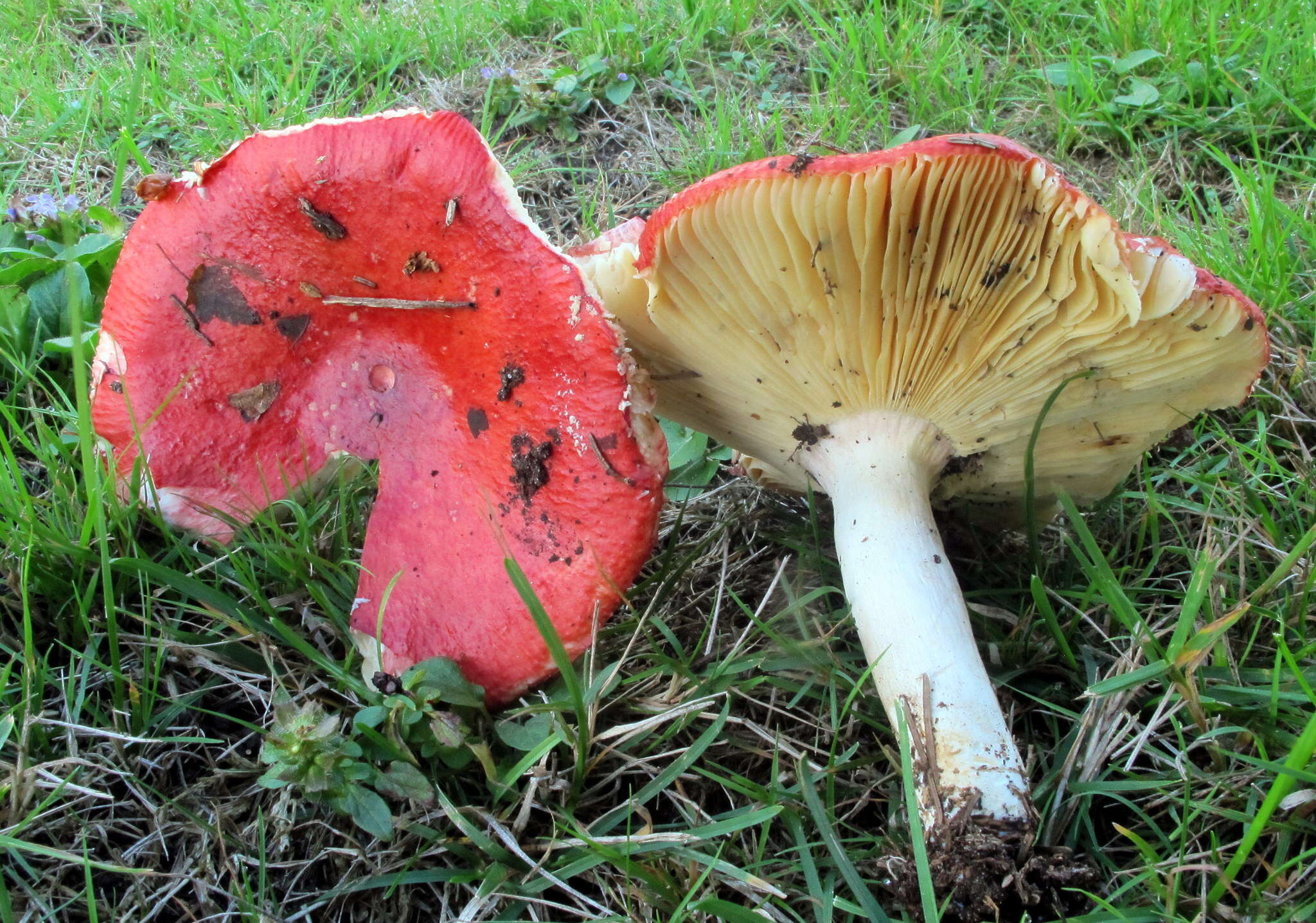 Image of Russula laeta Jul. Schäff. 1952