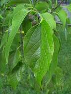 Image of Nettle Tree