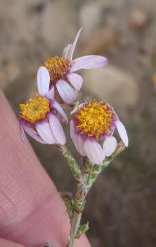 Image de Phymaspermum appressum Bolus