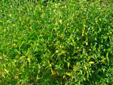 Image of Asiatic dayflower