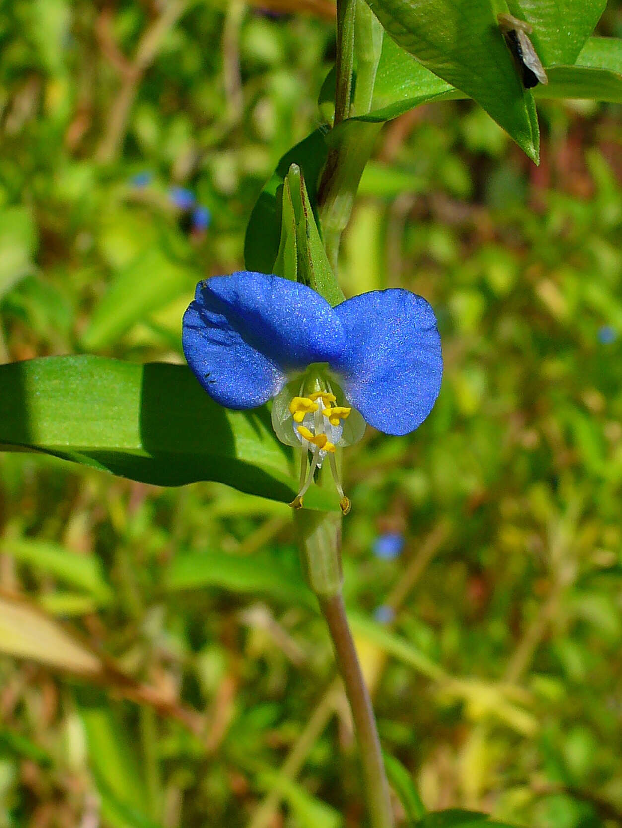 Image of Asiatic dayflower