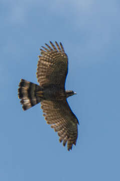 Image of Barred Honey Buzzard