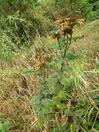 Image of Leonotis ocymifolia var. raineriana (Vis.) Iwarsson