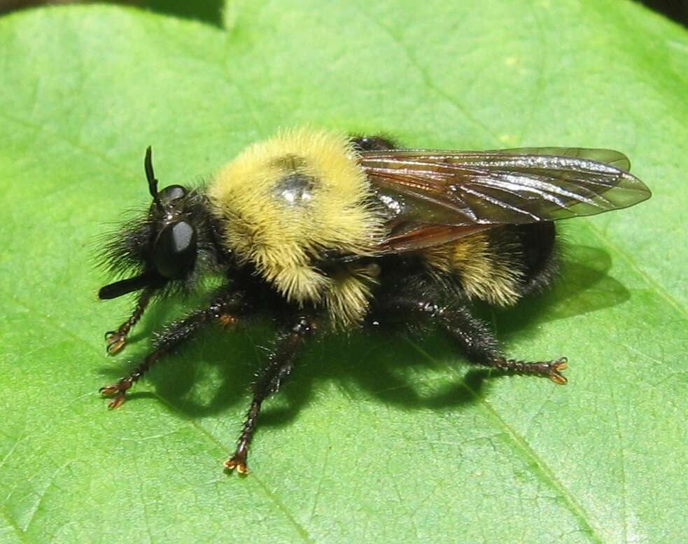 Image of Laphria thoracica Fabricius 1805