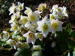 Image of black hellebore