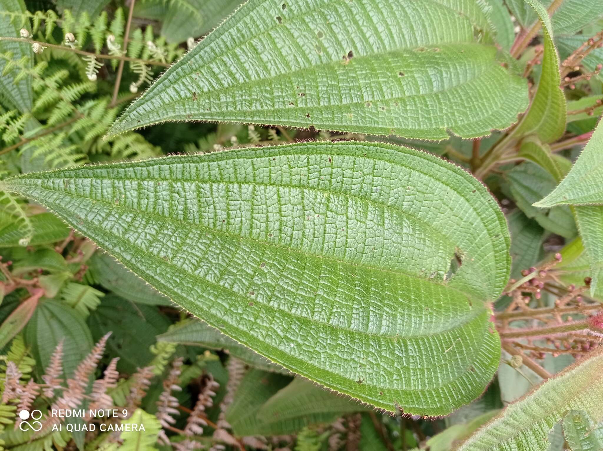 Слика од Miconia aeruginosa Naud.