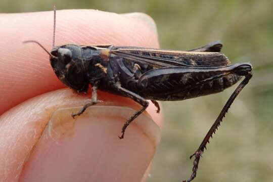 Image of orange-tipped grasshopper