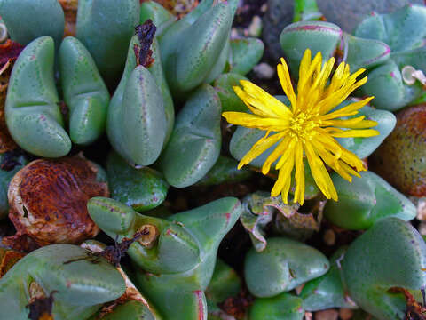 صورة Conophytum