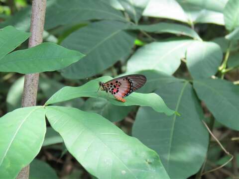 Image de Acraea abdera Hewitson 1852