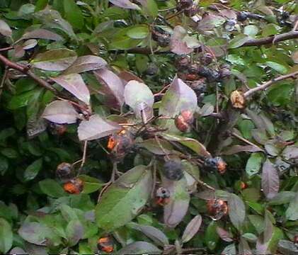 Image de Pyracantha coccinea M. J. Roemer