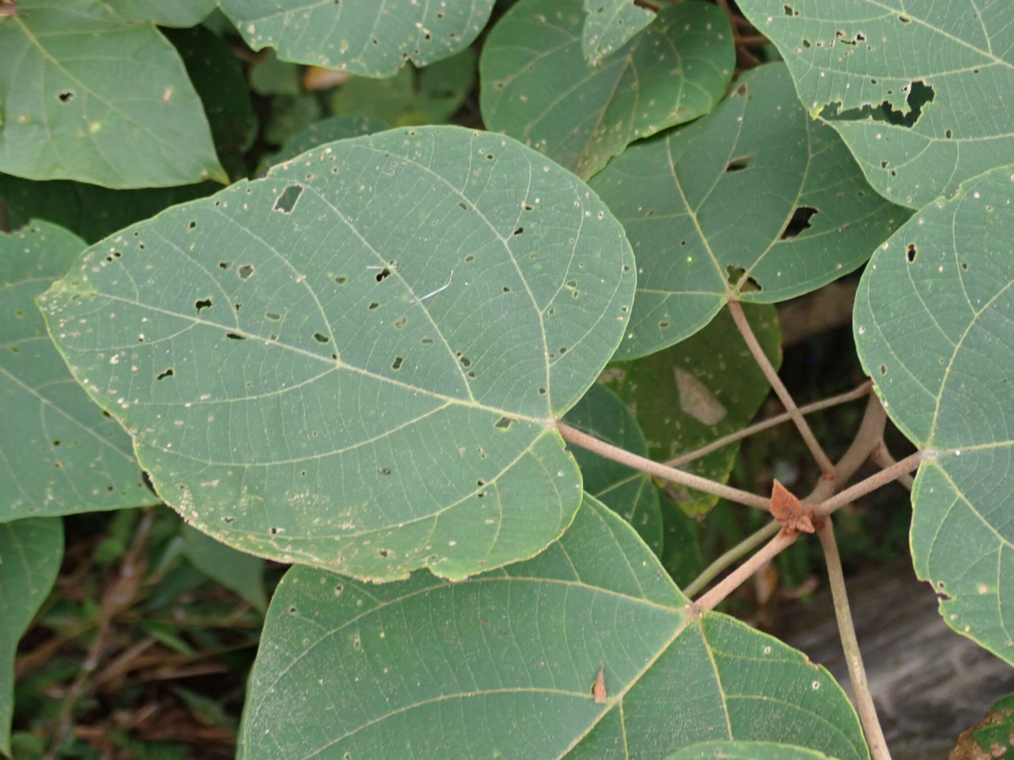 Image of Mallotus japonicus (L. fil.) Müll. Arg.