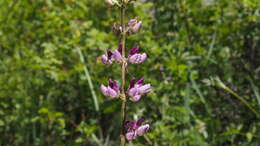 Sivun Lupinus latifolius subsp. parishii (C. P. Sm.) P. Kenney & D. B. Dunn kuva