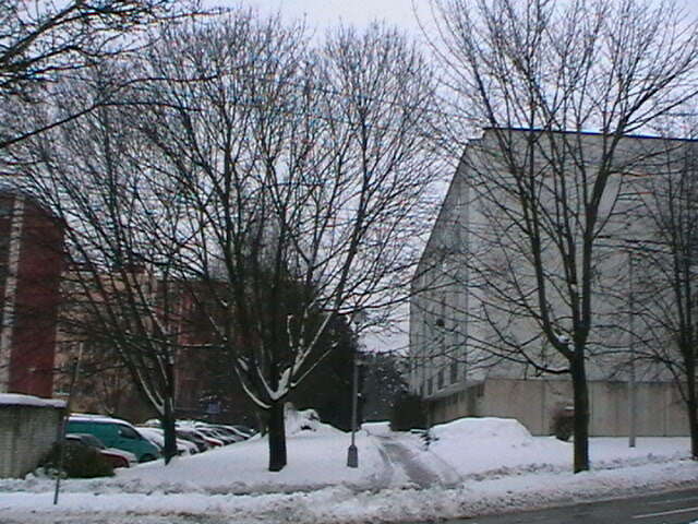 Image of Norway Maple