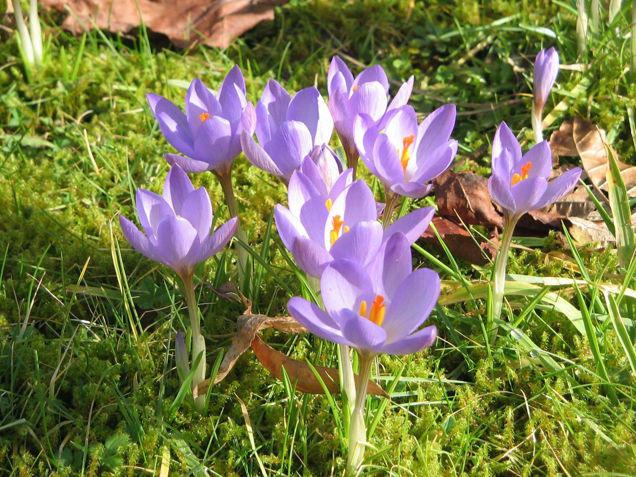 Plancia ëd Crocus etruscus Parl.