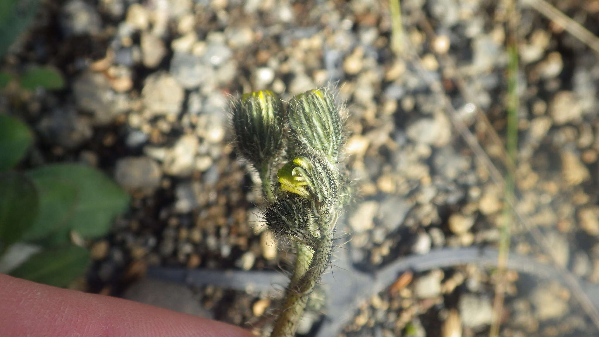 Image of hawkweed