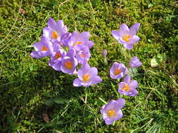 Plancia ëd Crocus etruscus Parl.