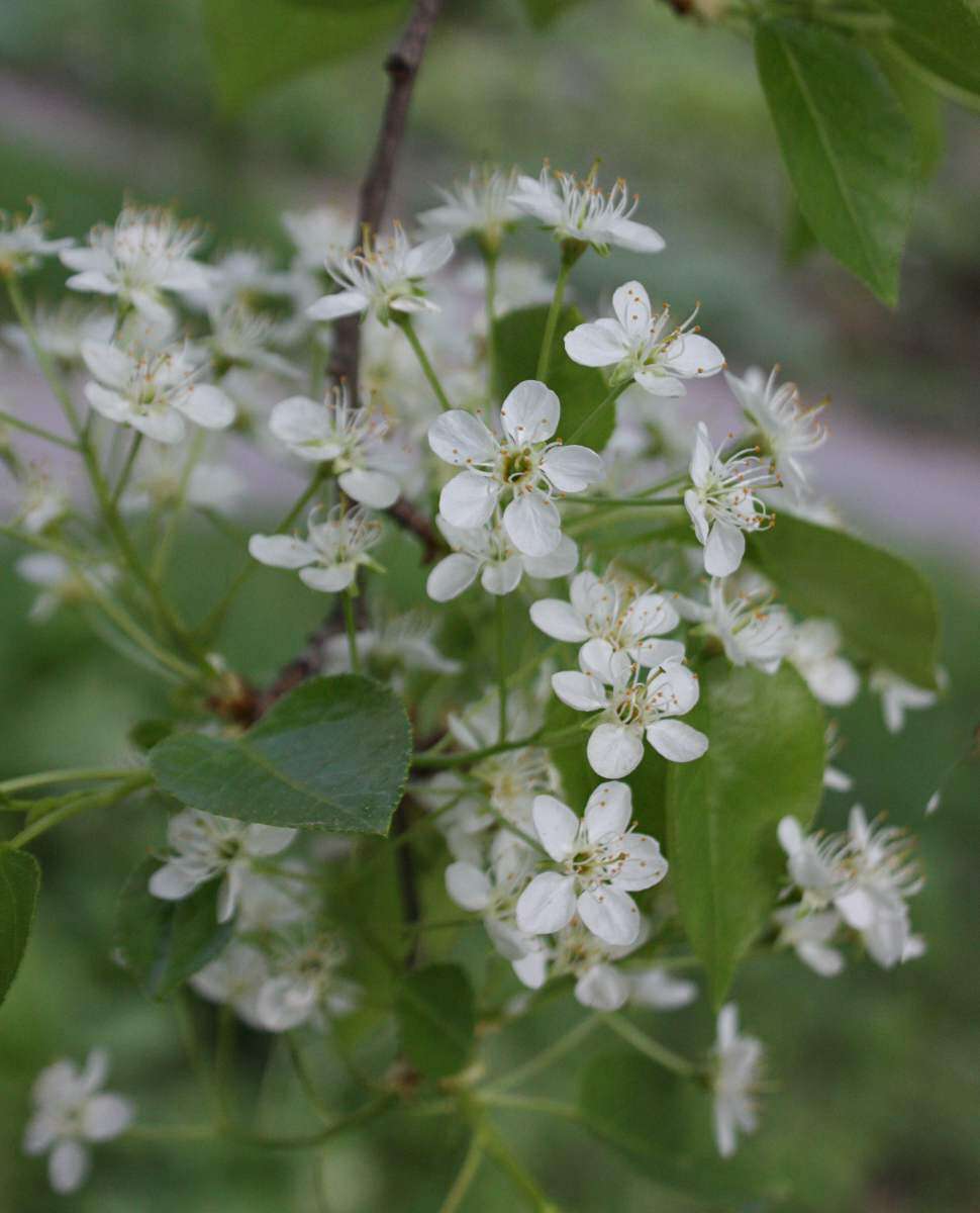 Image of Mahaleb cherry