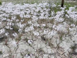 Image of Leucocoryne appendiculata Phil.