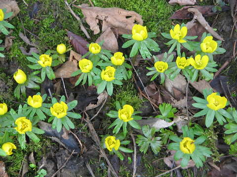 Image of eranthis