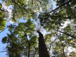 Image of Southern Pine Beetle