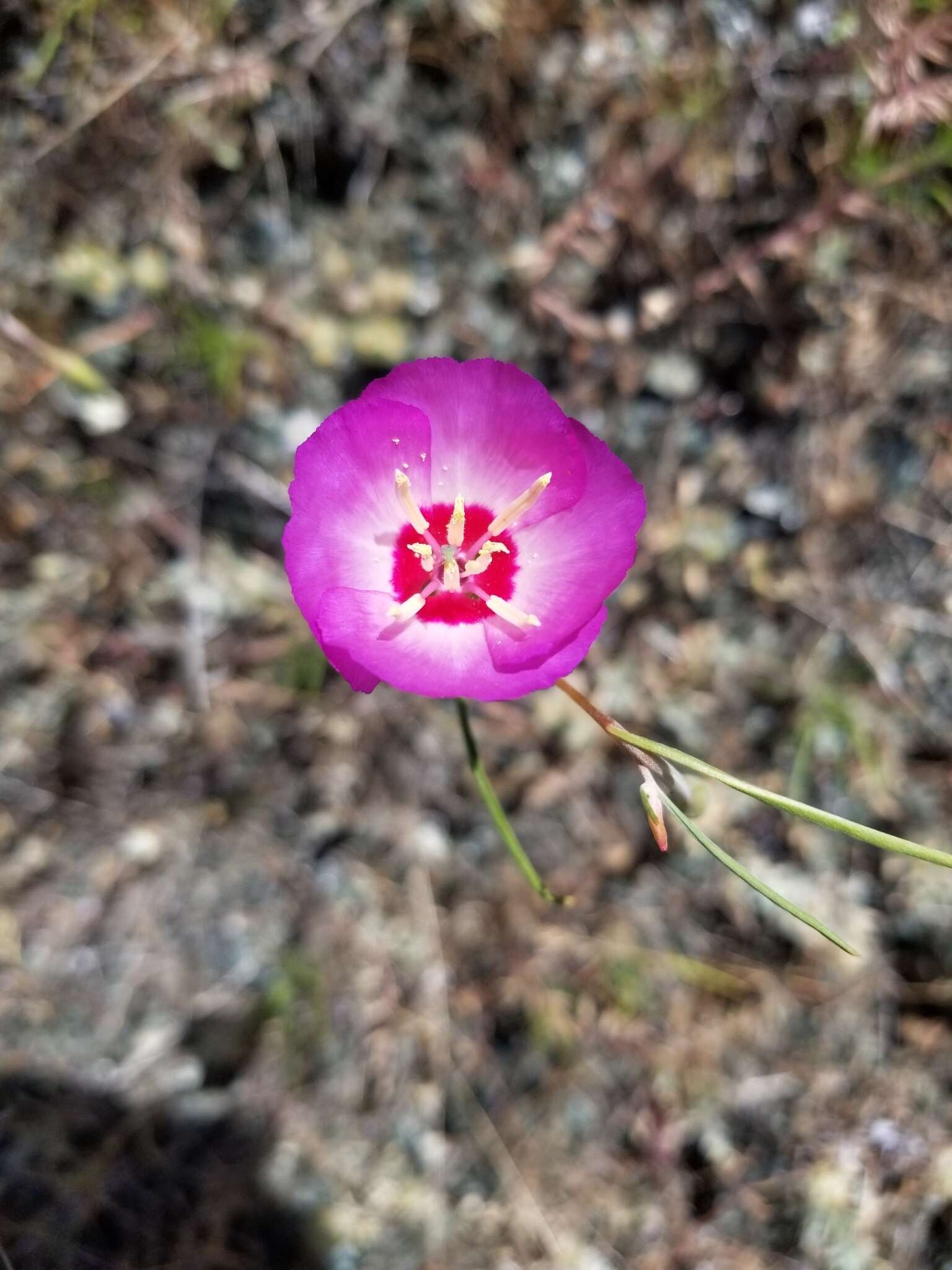 Imagem de Clarkia gracilis subsp. tracyi (Jeps.) Abdel-Hameed & Snow