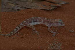 Image of Namib Desert Gecko