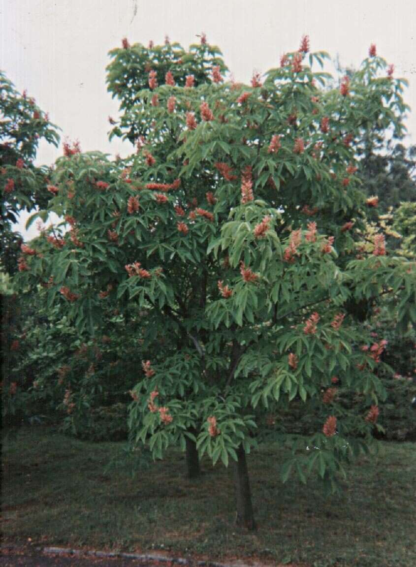 Image of red horse-chestnut