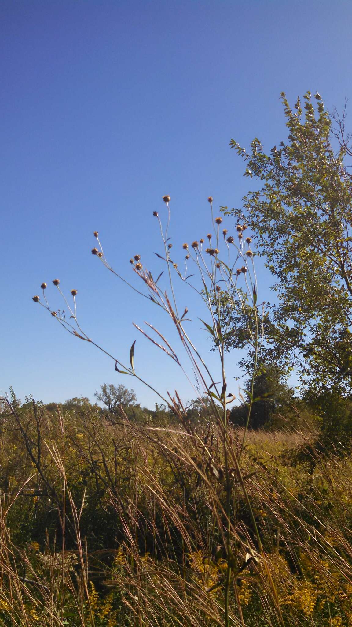 Image de Coreopsis tripteris L.