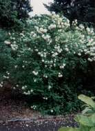 Imagem de Viburnum opulus L.