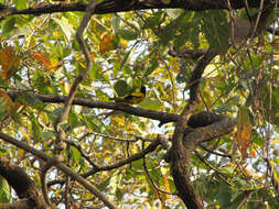 Image of Black-hooded Oriole