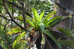 Image of Werauhia gigantea (Mart. ex Schult. & Schult. fil.) J. R. Grant