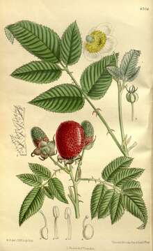 Image of strawberry raspberry