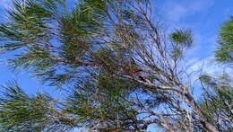 Image de Hakea orthorrhyncha F. Müll.