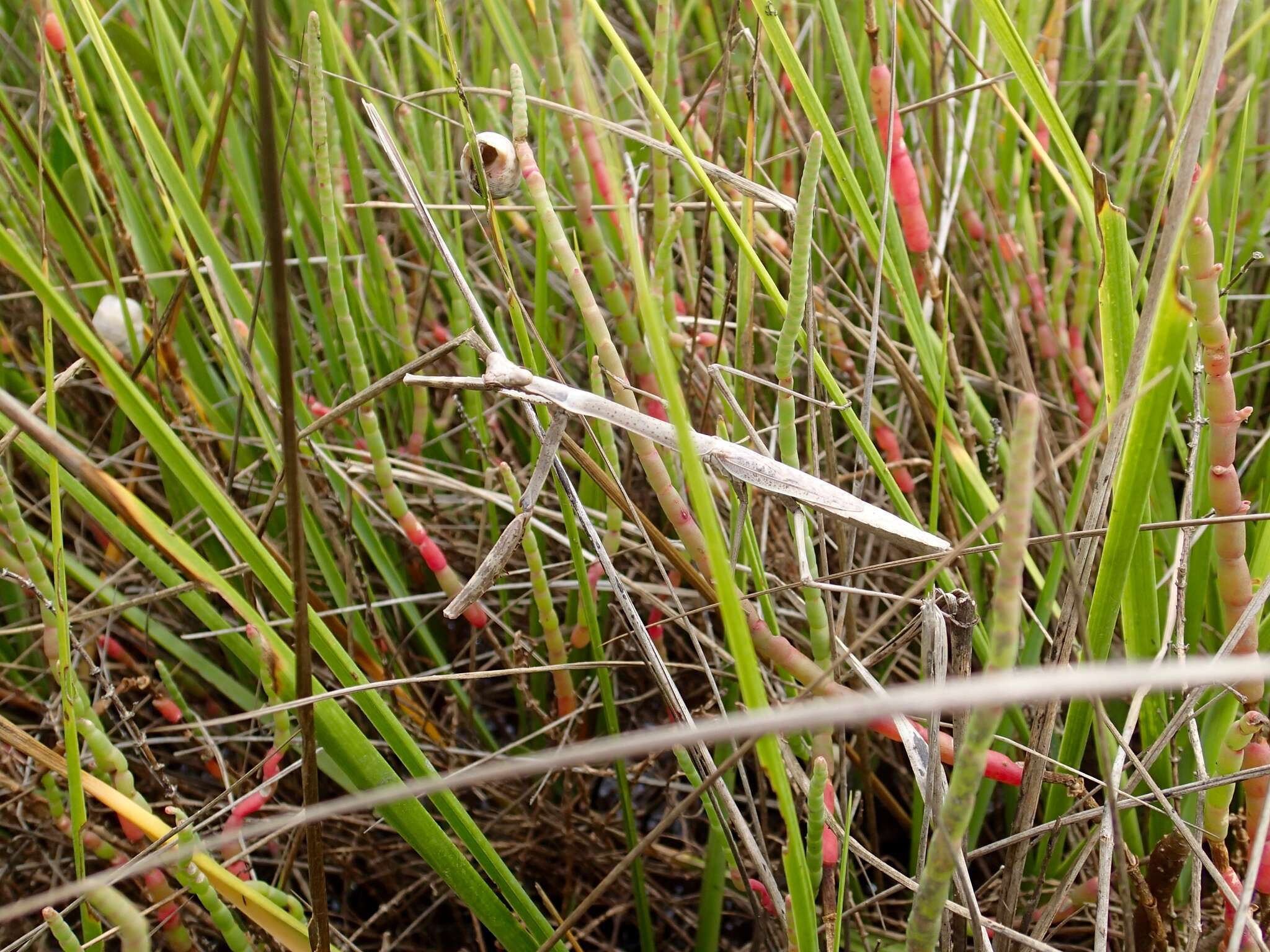 Image of Stagmomantis floridensis Davis 1919