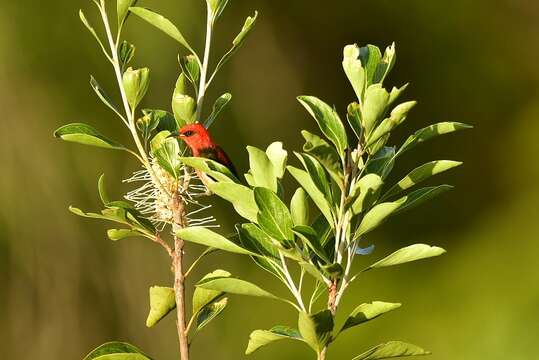 صورة Myzomela caledonica Forbes & WA 1879