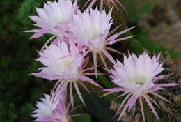 Echinopsis oxygona resmi