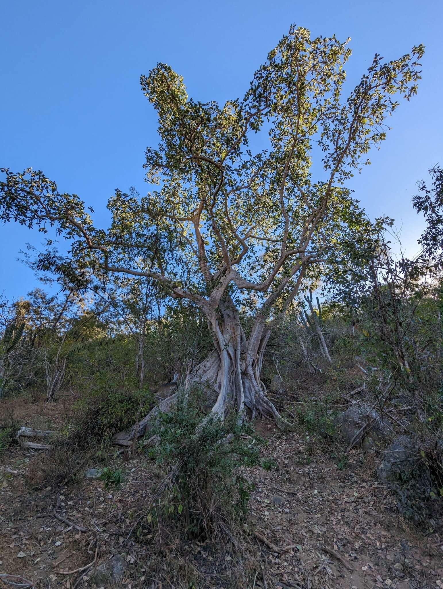 Image of Ficus petiolaris subsp. palmeri (S. Watson) Felger