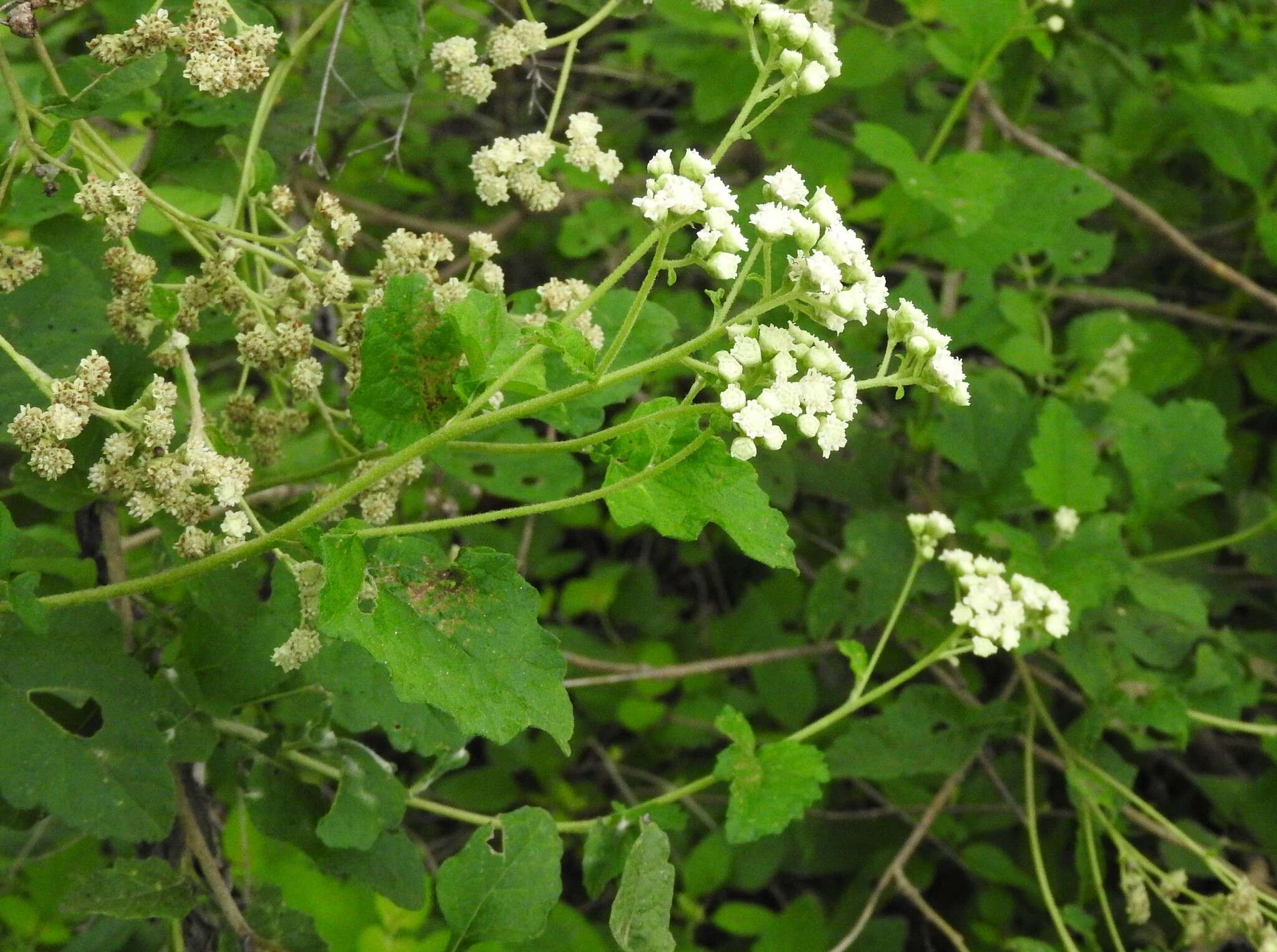 Image of Parthenium fruticosum Less.