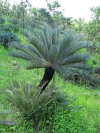 Image of Cycad