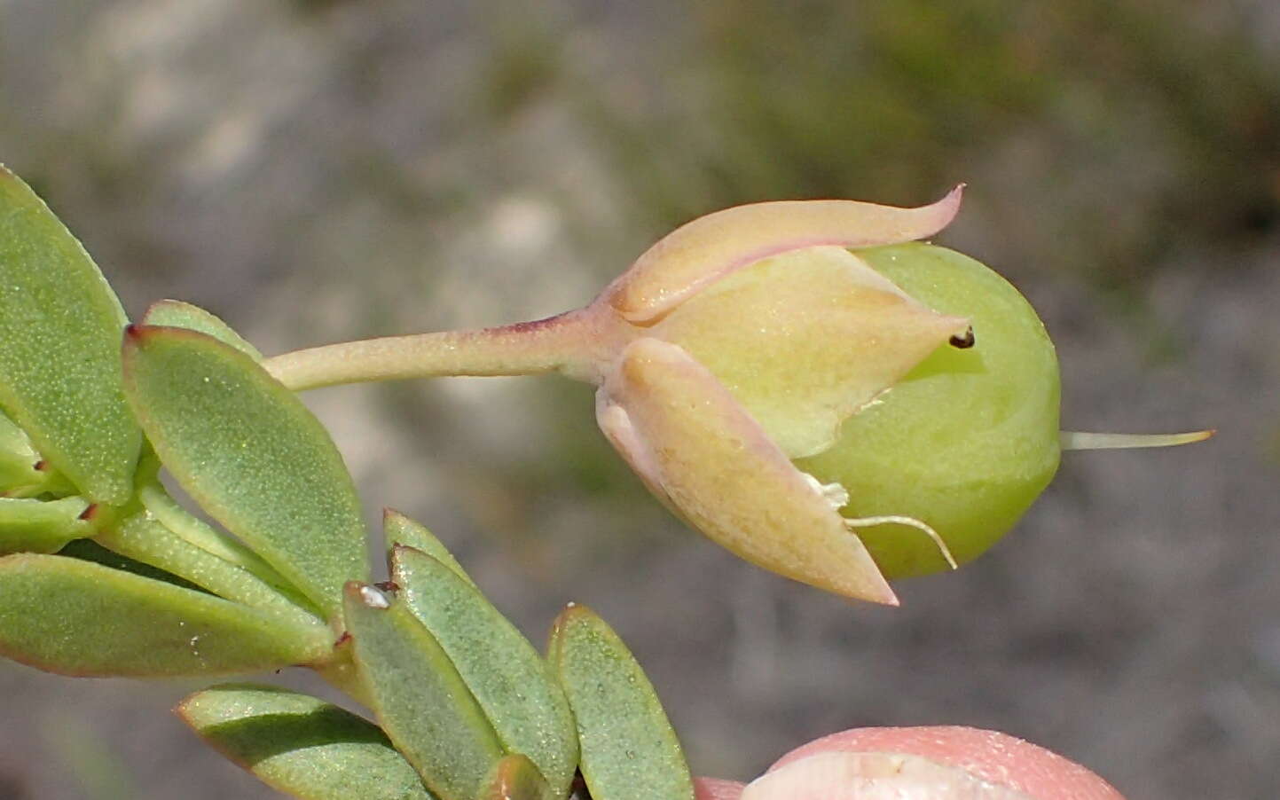 Image de Roepera fulva (L.) Beier & Thulin