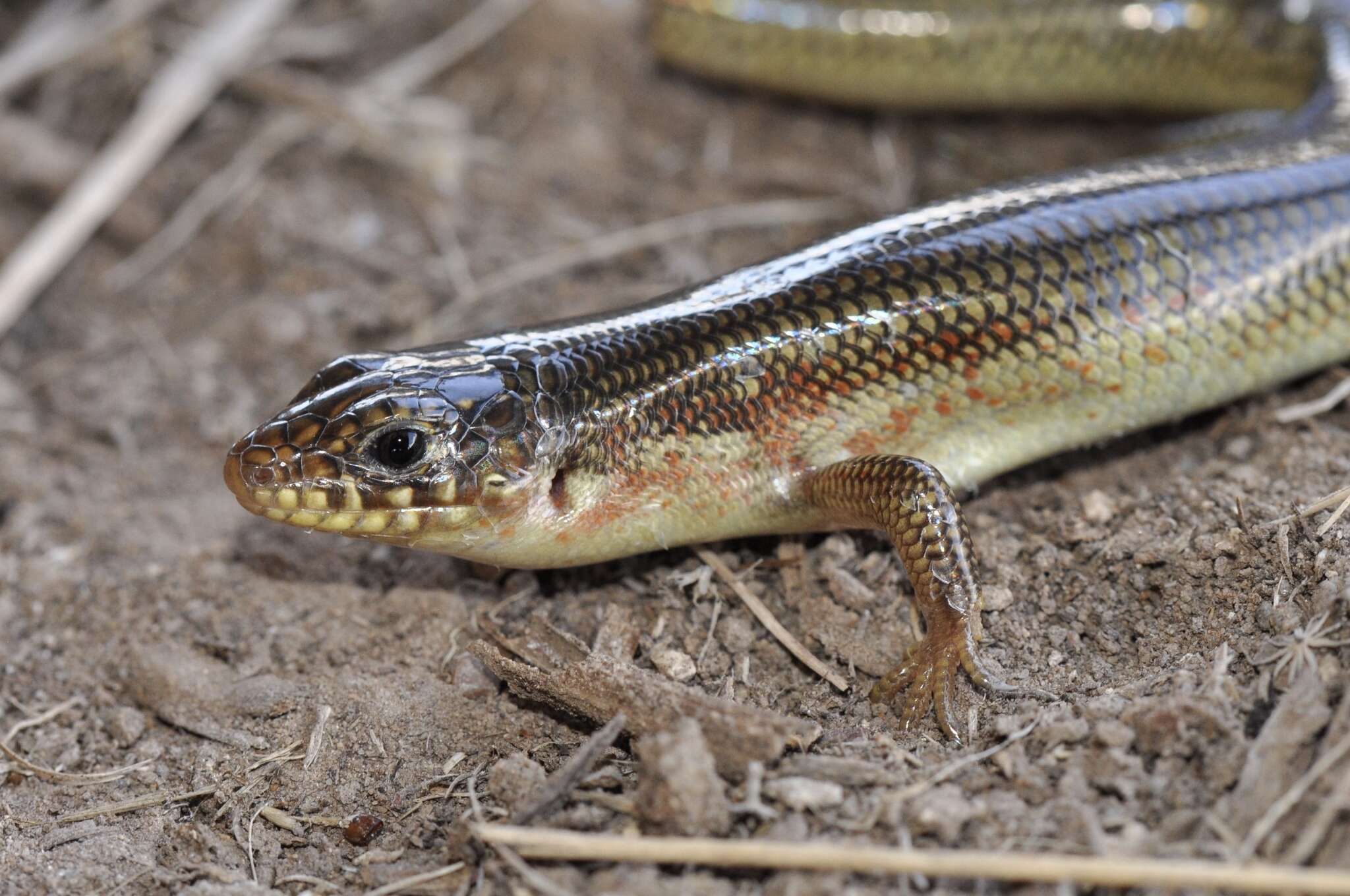 Image of Great Plains skink