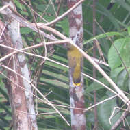 Image of Andaman Bulbul