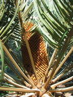 Image of Cycad