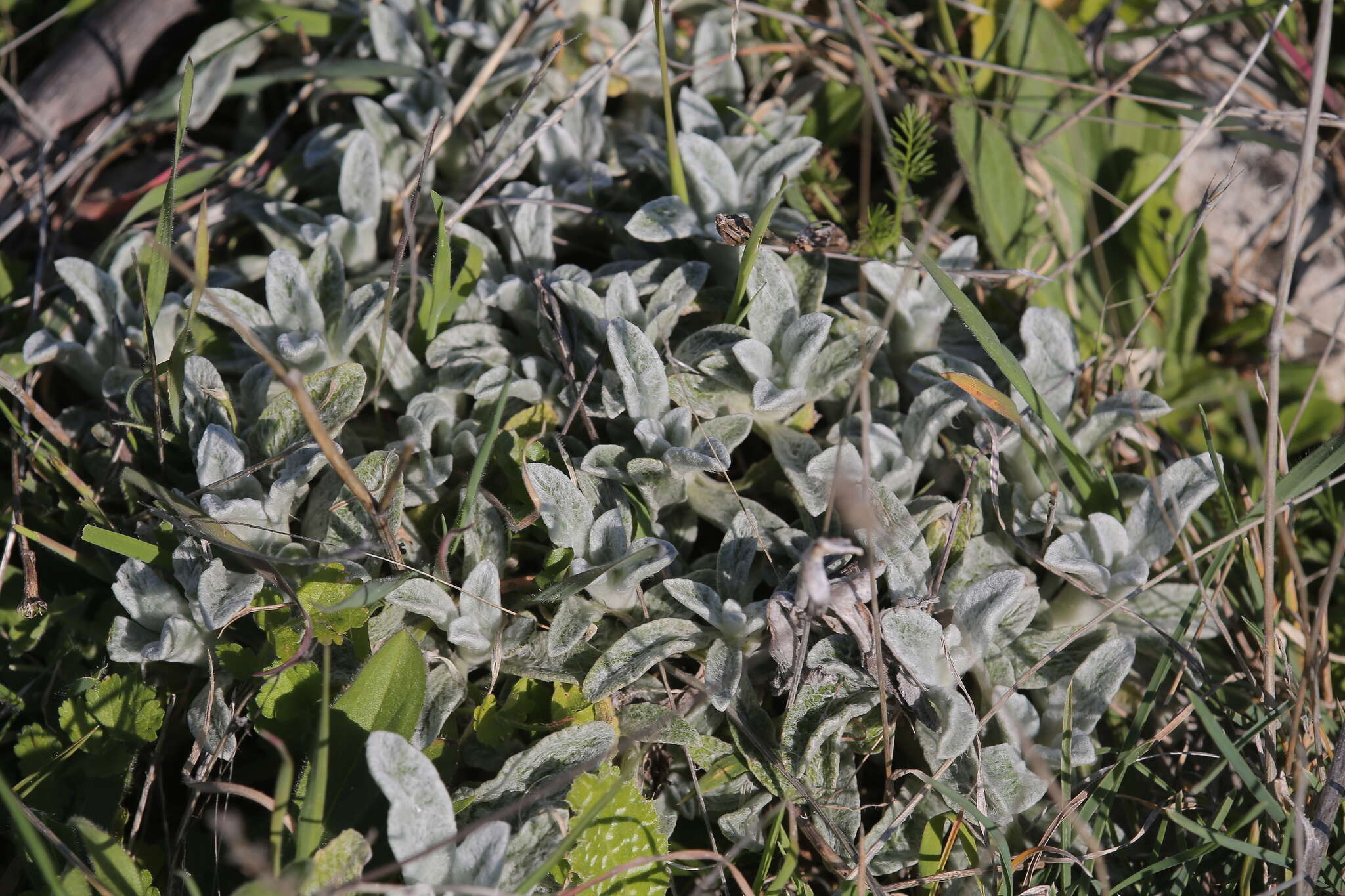 Image of Sideritis italica (Mill.) Greuter & Burdet