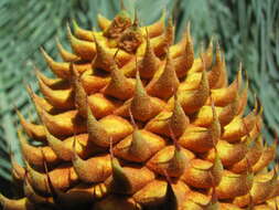 Image of Cycad