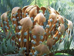 Image of Cycad