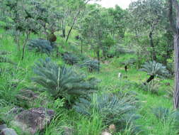 Image of Cycad